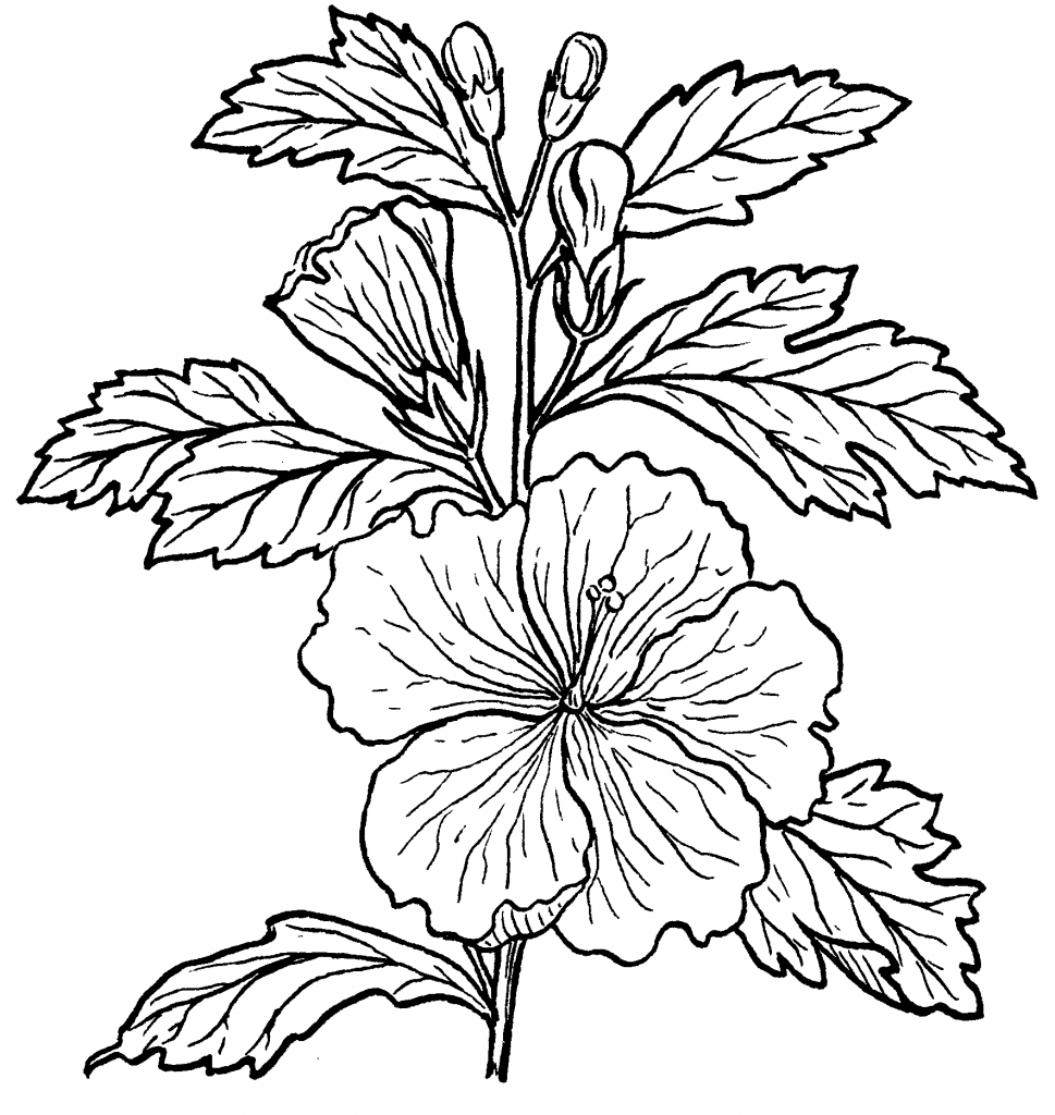 Hibiscus Flower Line Drawing at GetDrawings | Free download