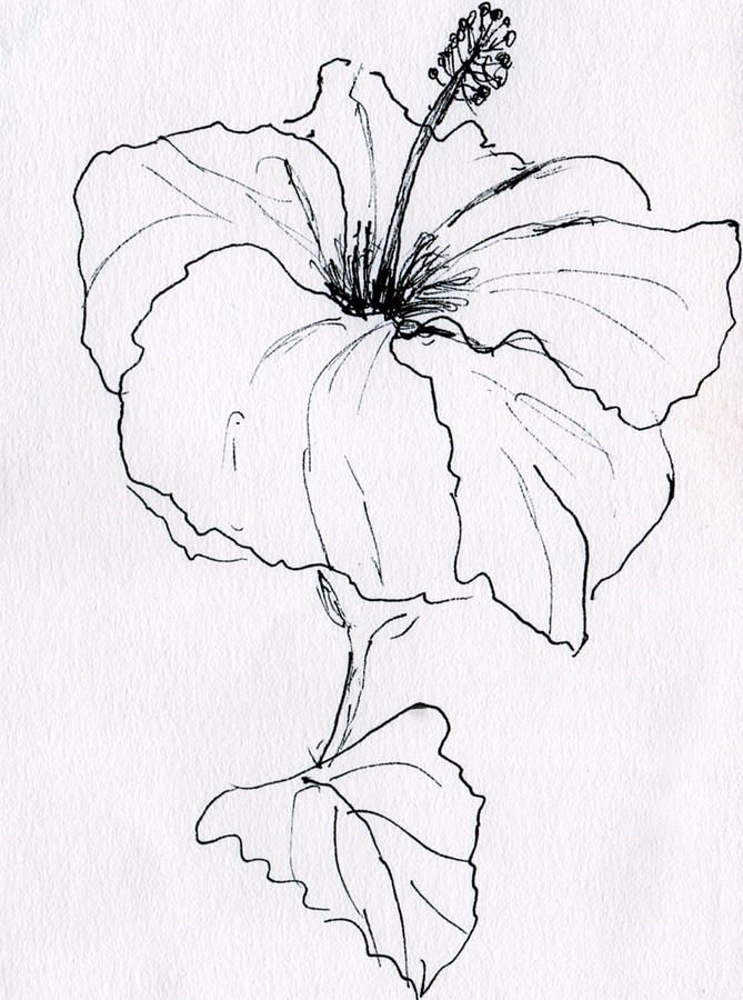 669x900 Hibiscus Painting Tulipsgeraniums Hibiscus, Board