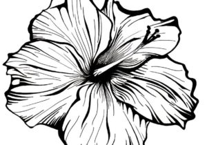300x210 Drawings Drawing Ideas Hibiscus Flower Drawing Lovely Hibiscus
