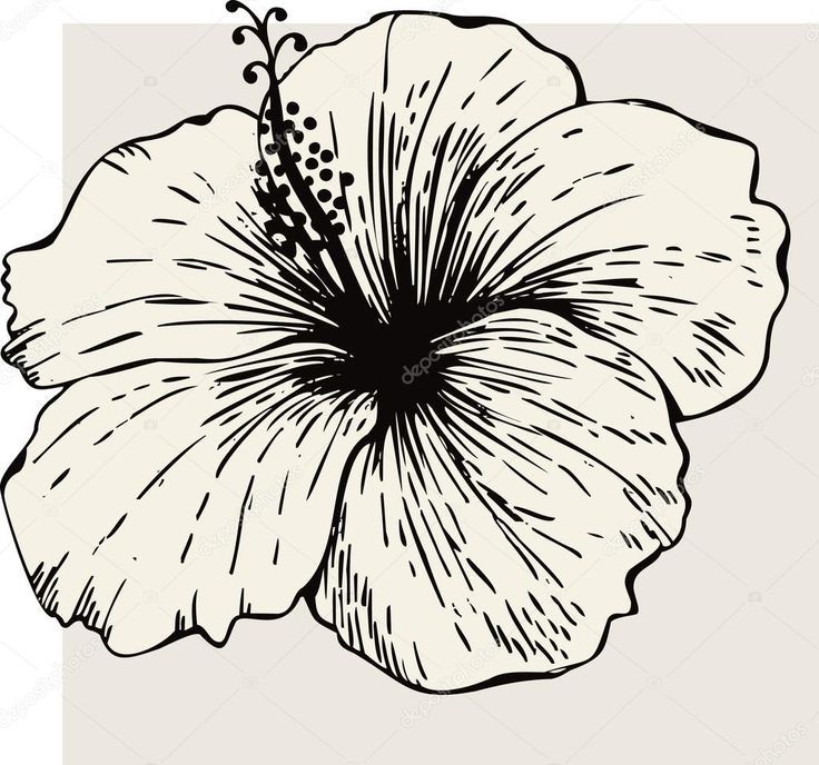 736x688 Image Result For Hibiscus Doodles Planning A Life She Loved