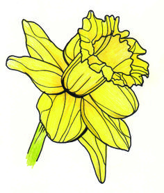 236x277 Line Drawing