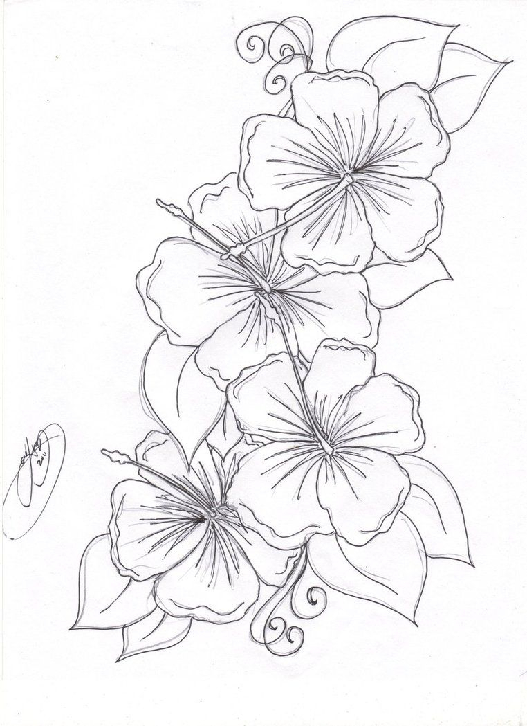762x1049 Hawaiian Flower Drawing Hummingbird Hibiscus Tattoo Drawing