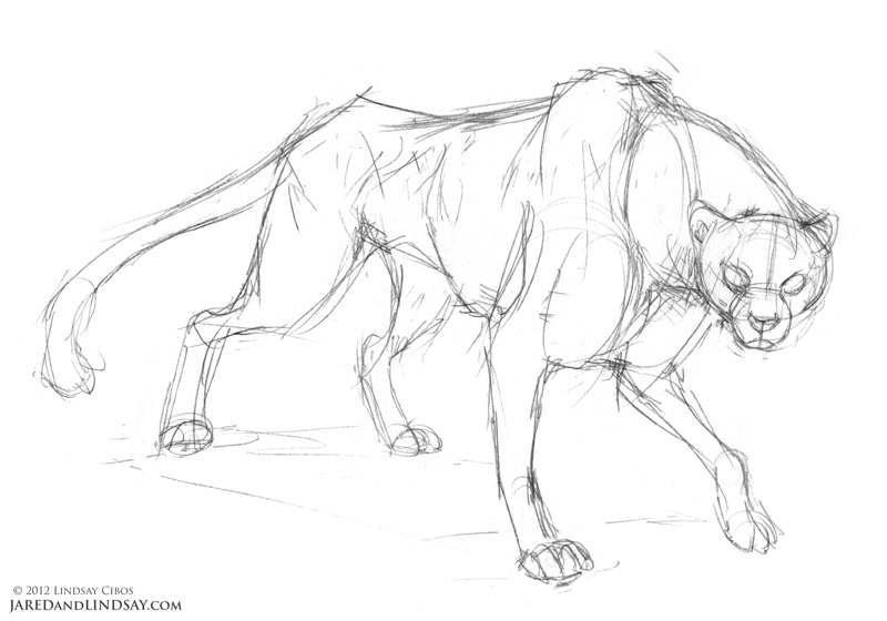 800x560 How To Draw A Cheetah Last Of The Polar Bears