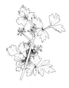 236x302 I Love The Single Spot Of Color. Great Way To Highlight Something