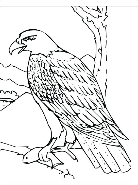 560x750 Coloring Pages Draw A Falcon Eagle Coloring Sheet Can Be Printed
