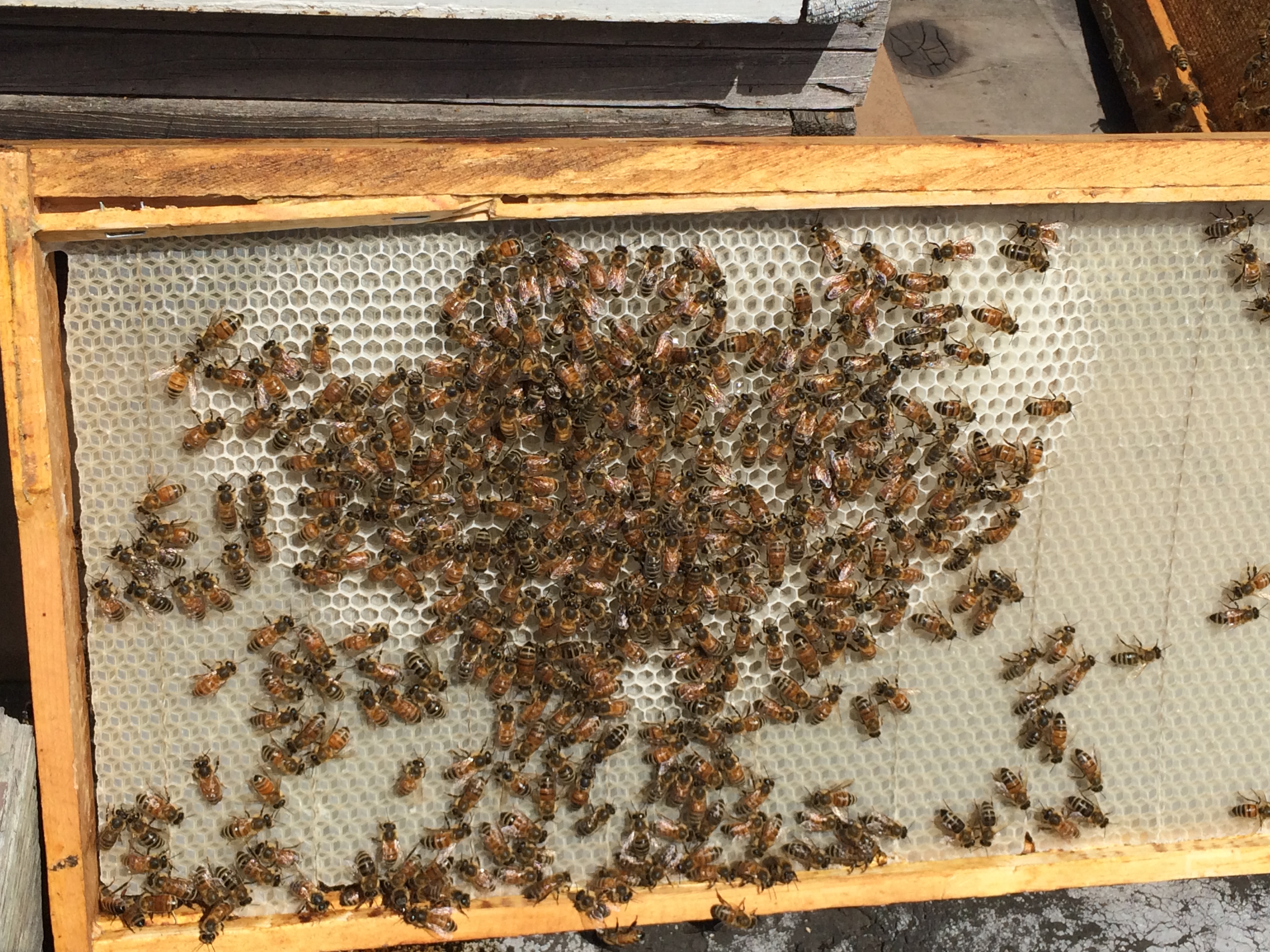 3264x2448 Hive Strength Chicago Bee Blog