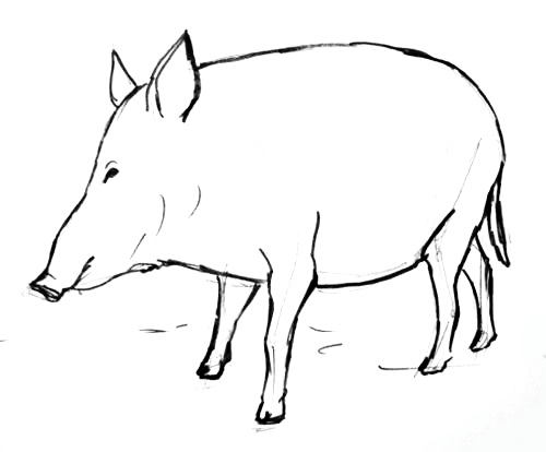 500x414 How To Draw A Wild Boar ( Hog)