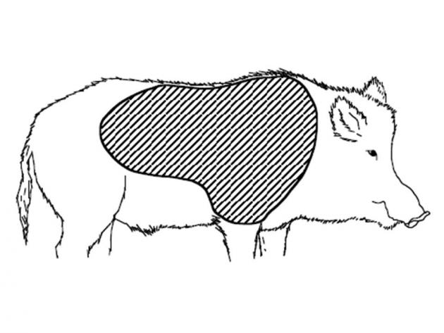 630x473 Shoulder Shields In Feral Hogs