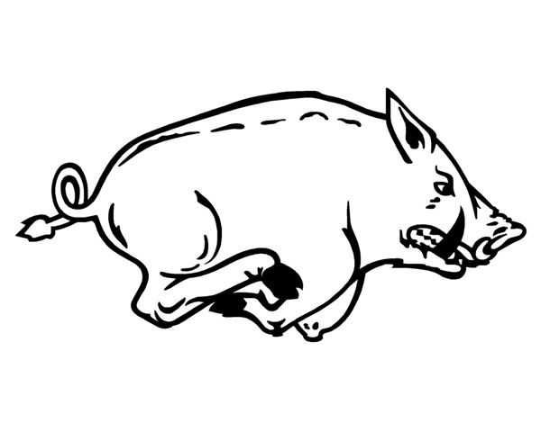 600x480 Drawn Boar Hog