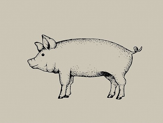 550x415 Pig Outline Art Standing Pig Hog Drawing Posters By Joyce