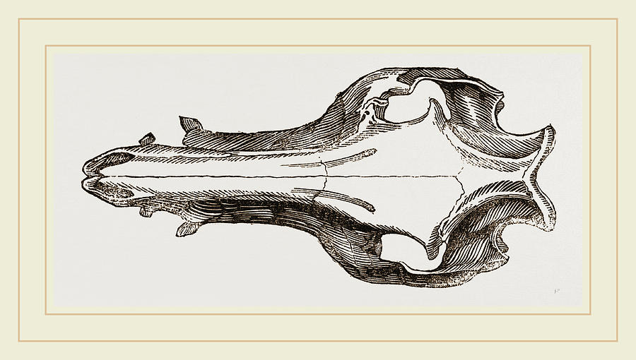 900x510 Skull Of The Hog Drawing By Litz Collection