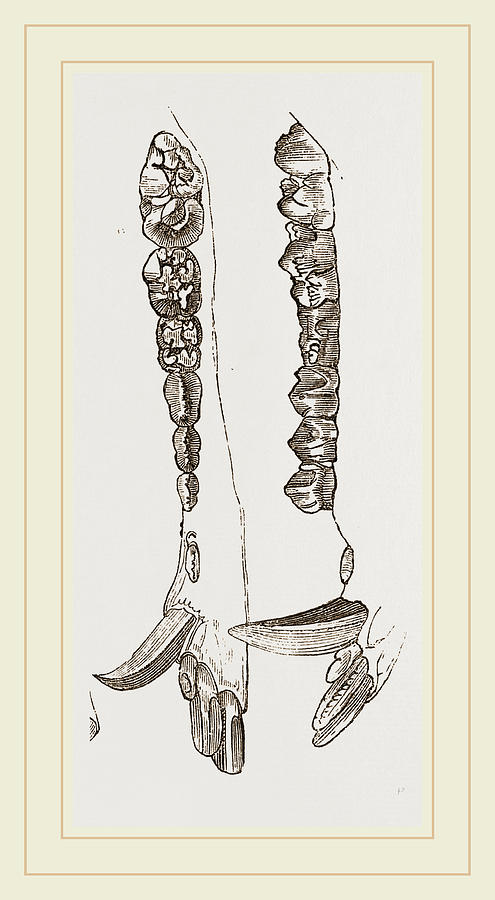 495x900 Teeth Of The Hog Drawing By Litz Collection