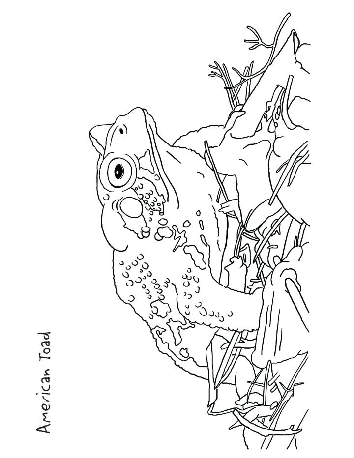 720x932 Toad Coloring Page This Coloring Page For Kids Features An Toad