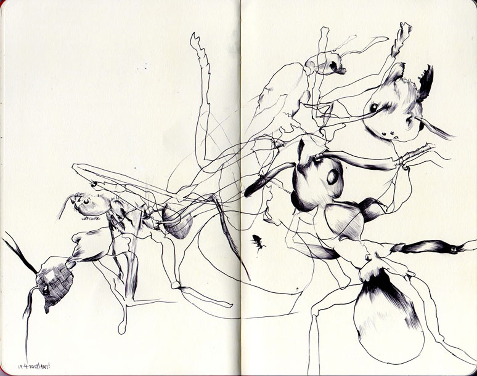 2000x1579 Bestiary Aardvark Aye Aye