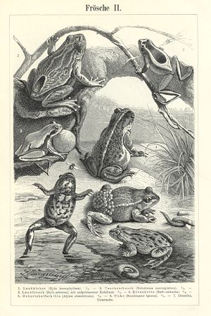 300x449 The 77 Best Frogs Images On Frogs, Pyrography