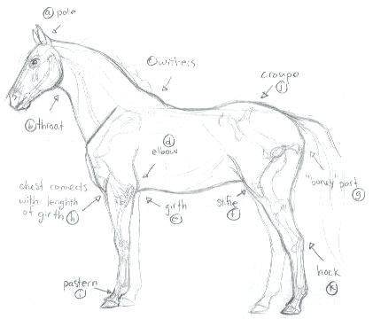 421x360 How To Draw A Realistic Horse Together With Tutorial How To Draw