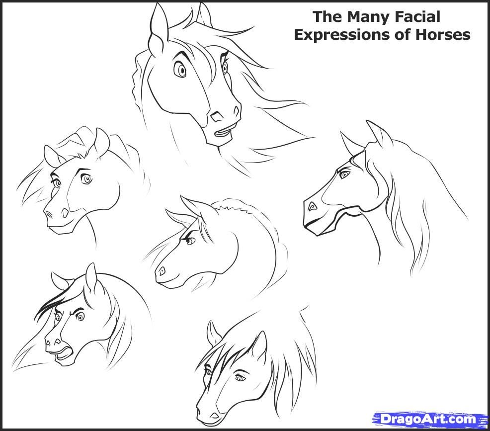 986x867 Now, This Is A Sketch Or Example On How A Horses Jaw Or Underside
