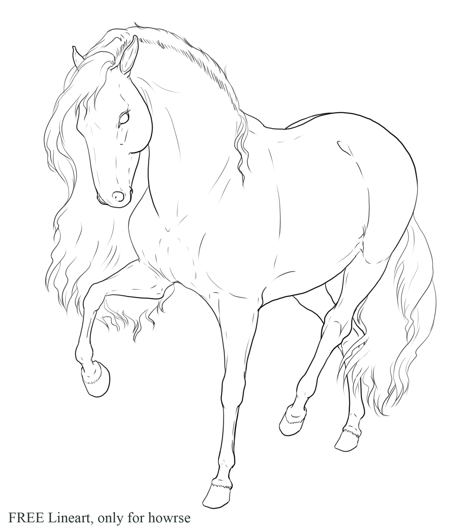 1576x1812 Horse Head Front View Drawing