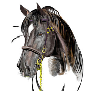 300x300 Horse's Head, Drawing From The Front View