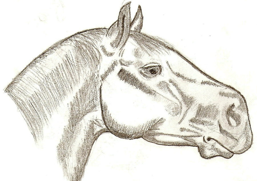 900x632 Side View Detailed Horse Head By Wh Chicka 999