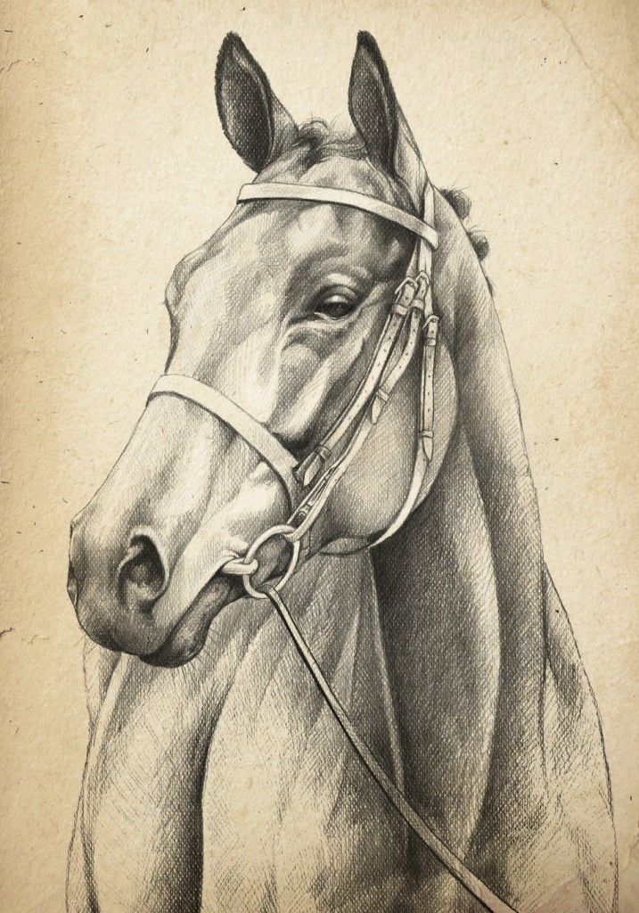 717x1024 Horse Head Drawing Suzies