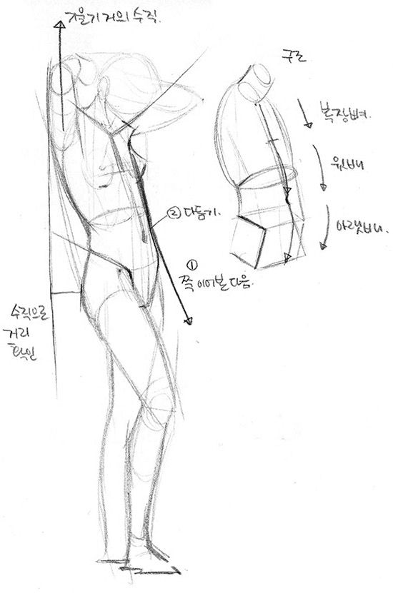 550x831 Anatomy Figure Drawing