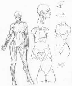 236x282 Drawing Cutting Edge Anatomy The Ultimate Reference For Comic