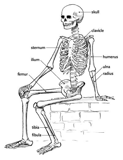 401x521 Skeleton Sitting