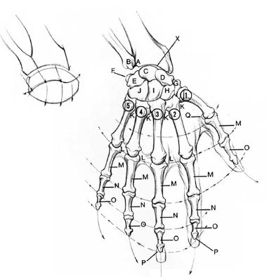 383x394 172 Best Character Anatomy Bones Images On Human