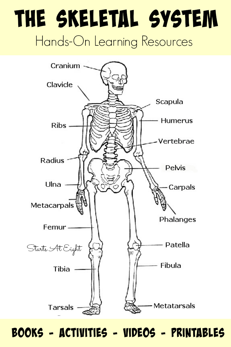 800x1200 Draw And Label The Human Skeleton System Human Skeleton Anterior