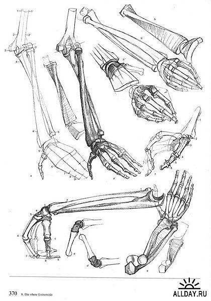 420x600 30 Best Anatomy Skeleton Images On Bones, Anatomy