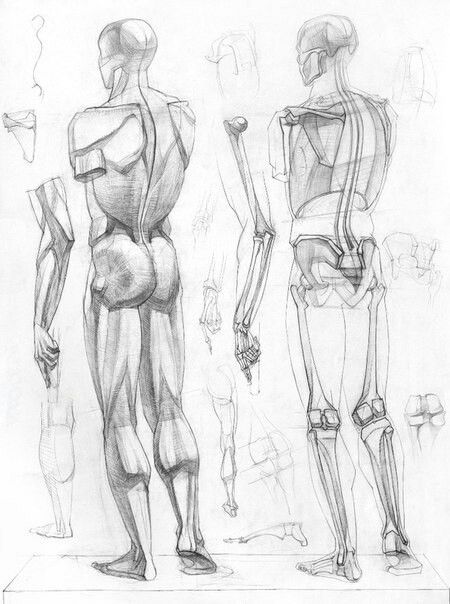 450x604 638 Best Artist Images On Anatomy Reference, Anatomy
