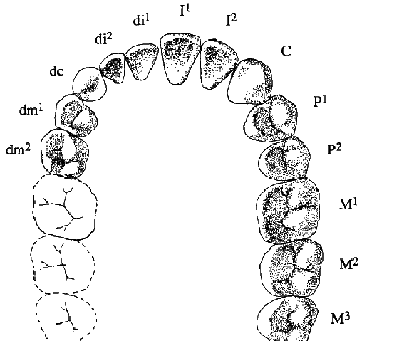 581x479 Human Dentition. Right Permanent Teeth And Left Deciduous Teeth
