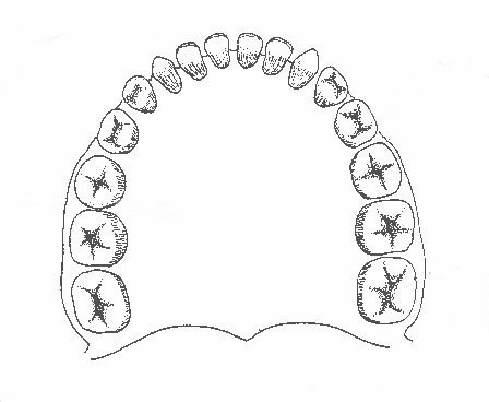 448x368 Teeth In Human Upper Jaw Seen From Below Biological Drawings