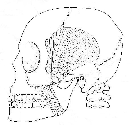 468x448 The Principal Chewing Muscles Biological Drawings Of Teeth