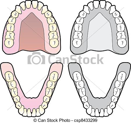 450x425 Collection Of Drawing Of Human Teeth High Quality, Free