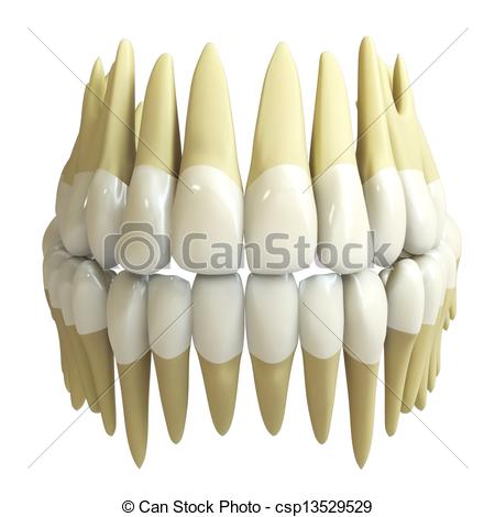 450x470 3d Human Teeth Isolated On White Background Clip Art
