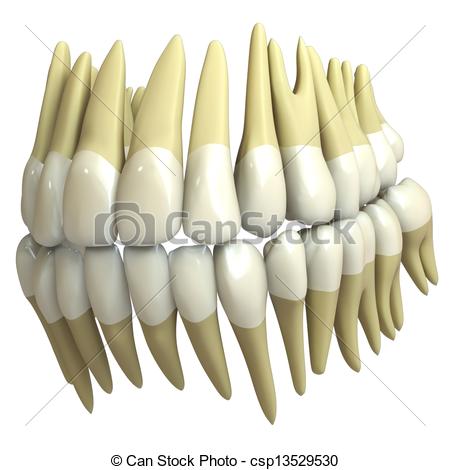 450x470 3d Human Teeth Isolated On White Background Drawings
