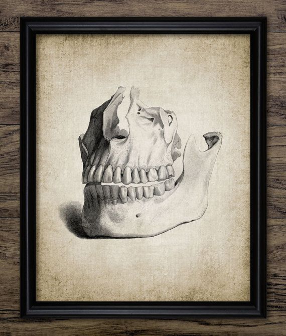 570x670 Human Teeth Print