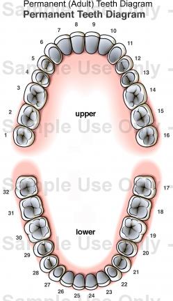 249x432 Permanent (Adult) Teeth Diagram