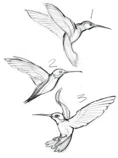 236x314 How To Draw A Hummingbird