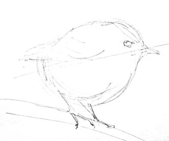 333x278 How To Draw A Goldcrest