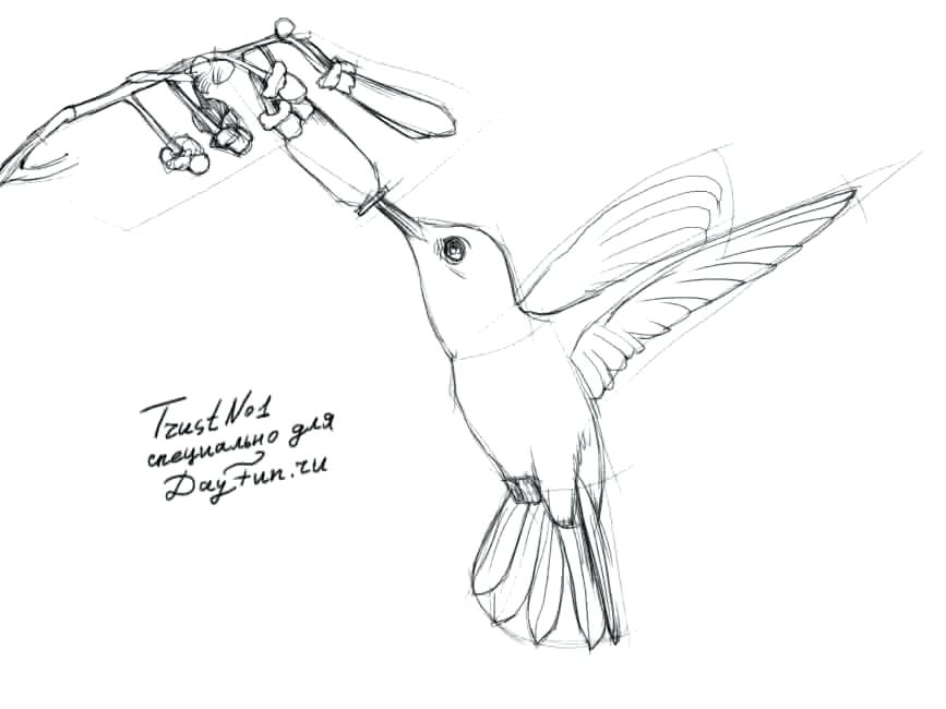867x650 Hummingbird Drawing How To Draw A Hummingbird Step By Step