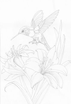 236x343 Hummingbird Drawings Hummingbird Sketch By Wolfdemon001