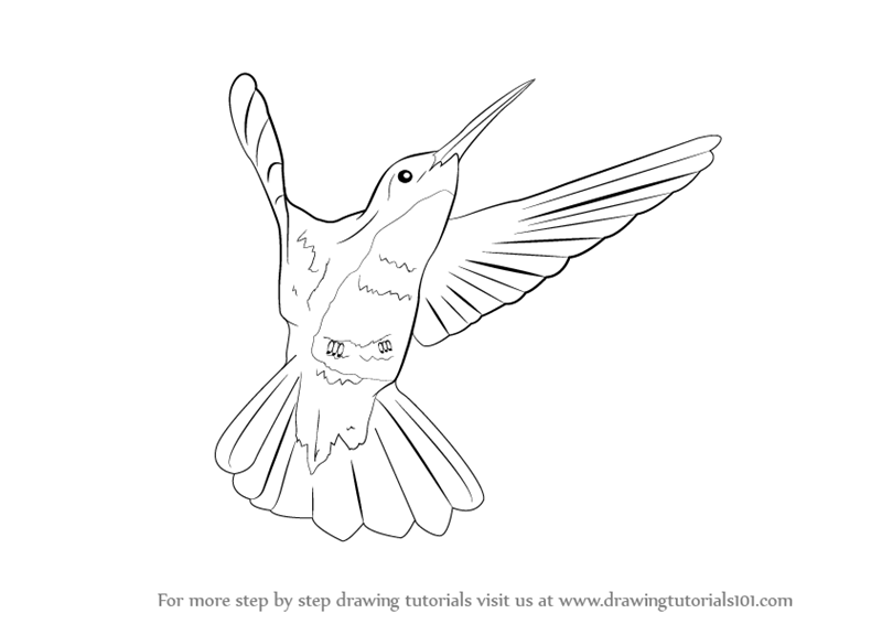 800x566 Learn How To Draw A Hummingbird (Birds) Step By Step Drawing