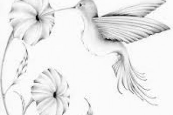 343x228 Pencil Drawing Flowers And Birds