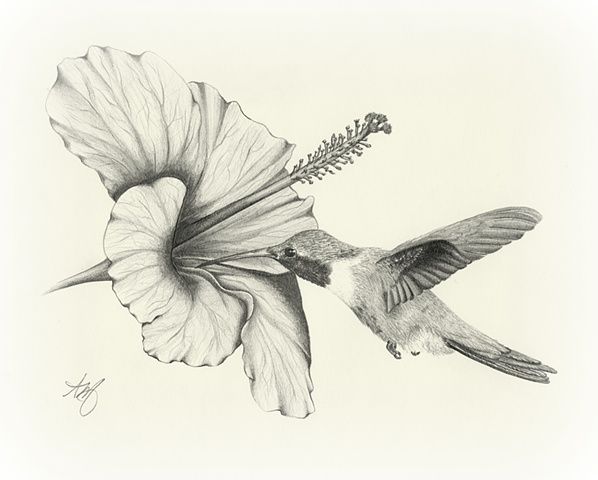 598x480 Amazing Pencil Drawings Flowers Drawing Sketch Art Wildlife Bird