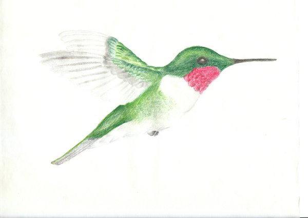 600x425 Hummingbird Pencil Crayon By Jonnygstyles