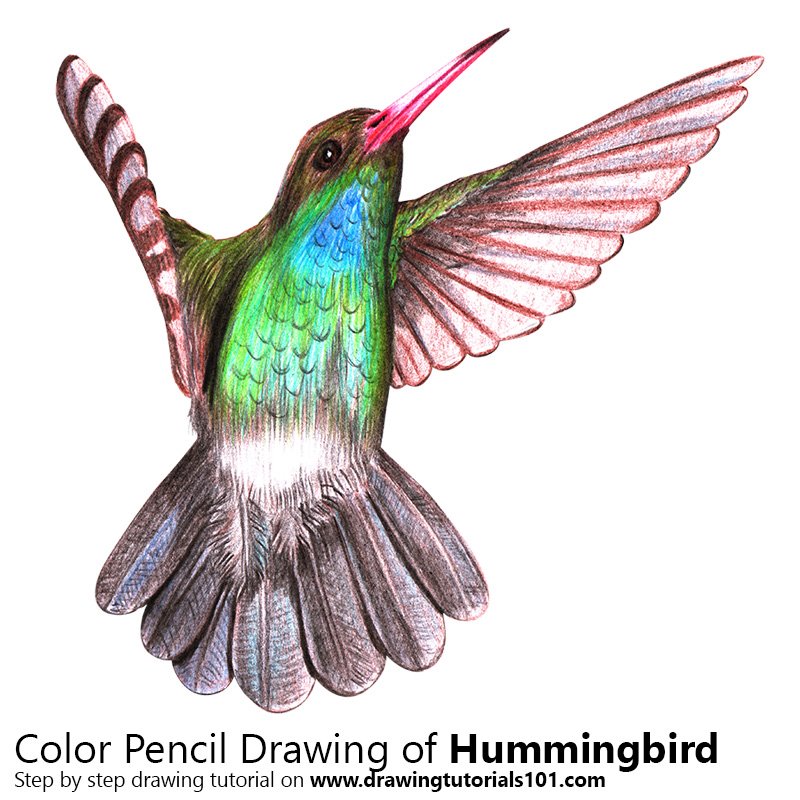800x800 Hummingbird Colored Pencils