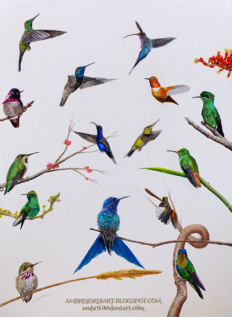 800x1092 Hummingbirds